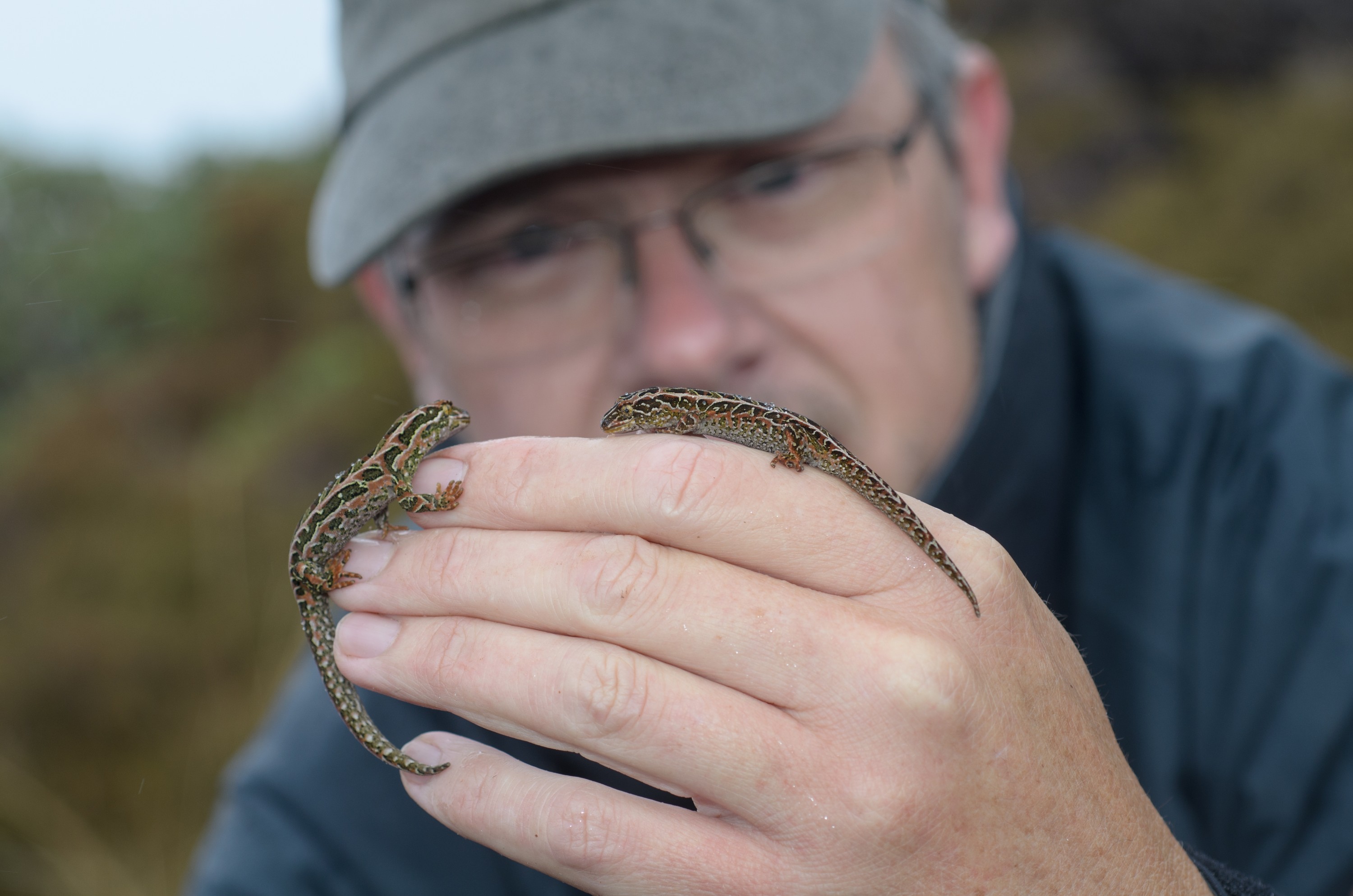 DSC_3036 – Adventure, Crispin, Hoplodactylus, Island, March 2017, National Park, New, New Zealand, Rakiura, South, Stewart, Tukutuku rakiurae, Zealand, amazing, gecko, harlequin gecko, rare, stunning